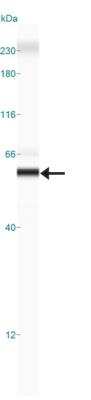 Simple Western: GSAP Antibody [NBP1-78400] - Simple Western lane view shows a specific band for GSAP in 0.5 mg/ml of HepG2 lysate.  This experiment was performed under reducing conditions using the 12-230 kDa separation system.