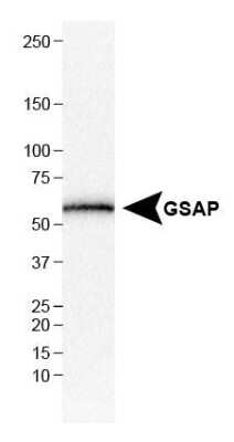 Western Blot: GSAP Antibody [NBP1-78376] - Analysis of GSAP in HepG2 cell lysate.