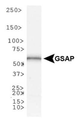 Western Blot: GSAP Antibody [NBP1-78400] - Analysis of GSAP in HepG2 cell lysate.