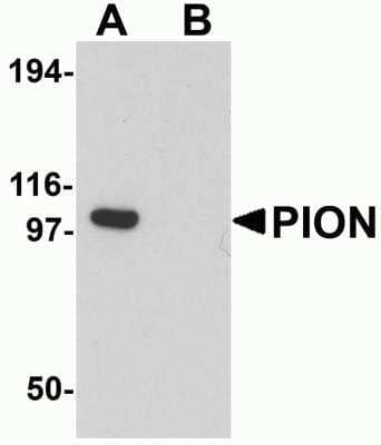 Western Blot GSAP Antibody - BSA Free