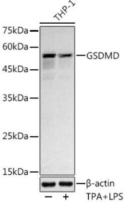 Western Blot: GSDMDC1 Antibody (8A8A5) [NBP3-16070] - Western blot analysis of extracts of THP-1 cells, using GSDMDC1 antibody (NBP3-16070) at 1:1000 dilution.THP-1 cells were treated by LPS (1 ug/ml) at 37C for 8 hours.THP-1 cells were treated by PMA/TPA (200 nM) at 37C for 15 minutes after serum-starvation overnight. Secondary antibody: HRP Goat Anti-Rabbit IgG (H+L) at 1:10000 dilution. Lysates/proteins: 25ug per lane. Blocking buffer: 3% nonfat dry milk in TBST. Detection: ECL Basic Kit. Exposure time: 180s.