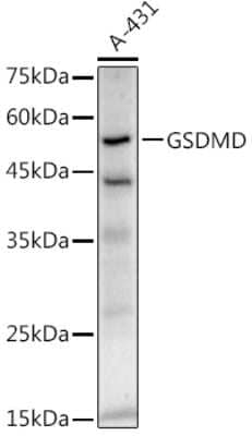 Western Blot: GSDMDC1 Antibody (8A8A5) [NBP3-16070] - Western blot analysis of extracts of A-431 cells, using GSDMDC1 antibody (NBP3-16070) at 1:1000 dilution. Secondary antibody: HRP Goat Anti-Rabbit IgG (H+L) at 1:10000 dilution. Lysates/proteins: 25ug per lane. Blocking buffer: 3% nonfat dry milk in TBST. Detection: ECL Enhanced Kit. Exposure time: 180s.