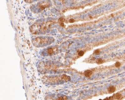 Immunohistochemistry-Paraffin: GSDMDC1 Antibody [NBP2-80427] - Analysis in Mouse colon tissue using GSDMDC1 antibody. The section was pre-treated using heat mediated antigen retrieval with sodium citrate buffer (pH 6.0) for 20 minutes. The tissues were blocked in 5% BSA for 30 minutes at room temperature, washed with