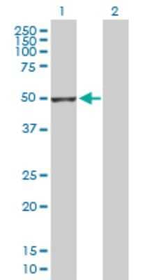 Western Blot: GSDMDC1 Antibody [H00079792-D01P] - Analysis of GSDMD expression in transfected 293T cell line by GSDMD polyclonal antibody.Lane 1: GSDMDC1 transfected lysate(52.80 KDa).Lane 2: Non-transfected lysate.