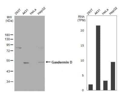 Western Blot: GSDMDC1 Antibody [NBP2-14973] - Various whole cell extracts (30 ug) were separated by 10% SDS-PAGE, and the membrane was blotted with  diluted at 1:500. HRP-conjugated anti-rabbit IgG antibody was used to detect the primary antibody.