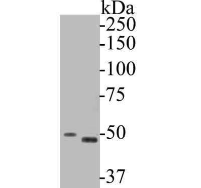 Western Blot: GSDMDC1 Antibody [NBP2-80427] - Analysis of Gasdermin D (N terminal) on different lysates. Proteins were transferred to a PVDF membrane and blocked with 5% BSA in PBS for 1 hour at room temperature. The primary antibody (1/500) was used in 5% BSA at room temperature for 2 hours. Goat Anti-Rabbit IgG - HRP Secondary Antibody at 1:5,000 dilution was used for 1 hour at room temperature. Positive control: Lane 1: SiHa cell lysateLane 2: human kidney tissue lysate