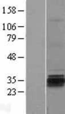 Western Blot: GSG1 Overexpression Lysate (Adult Normal) [NBP2-04398] Left-Empty vector transfected control cell lysate (HEK293 cell lysate); Right -Over-expression Lysate for GSG1.