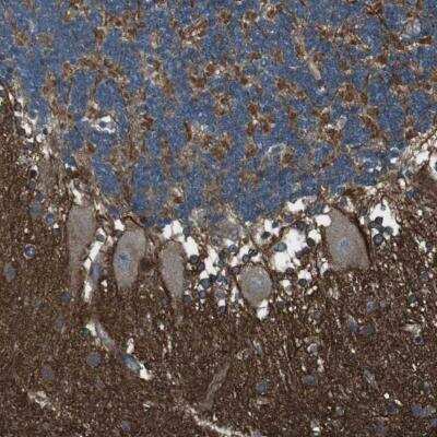 Immunohistochemistry-Paraffin GSG1L Antibody - BSA Free