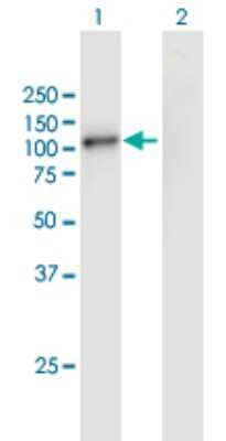 Western Blot: GSG2 Antibody [H00083903-B01P] - Analysis of GSG2 expression in transfected 293T cell line by GSG2 polyclonal antibody.  Lane 1: GSG2 transfected lysate(88.50 KDa). Lane 2: Non-transfected lysate.