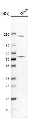 Western Blot: GSG2 Antibody [NBP1-81774] - Analysis in human cell line Daudi.