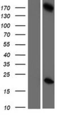 Western Blot: GSG2 Overexpression Lysate (Adult Normal) [NBP2-06093] Left-Empty vector transfected control cell lysate (HEK293 cell lysate); Right -Over-expression Lysate for GSG2.