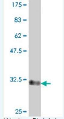 Western Blot: GSH2 Antibody [H00170825-A01] - Detection against Immunogen (33.81 KDa) .