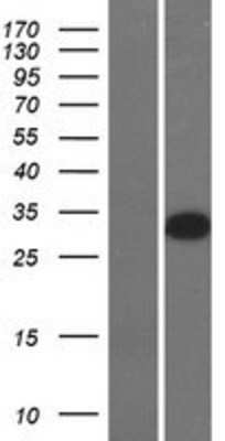 Western Blot GSH2 Overexpression Lysate