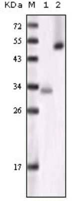 Western Blot: GSK-3 alpha Antibody (6G12C2) [NB110-87049] - Analysis using GSK3 alpha mouse mAb against truncated GSK3 alpha recombinant protein (1)and Hela cell lysate (2).