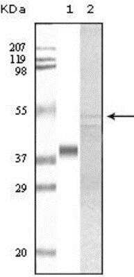 Western Blot: GSK-3 alpha Antibody (6G2F1) [NBP1-47500] - Analysis using GSK3 alpha mouse mAb against truncated GSK3 alpha recombinant protein (1) and A549 cell lysate (2).