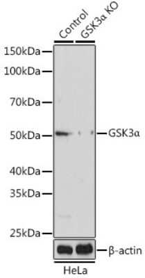 <b>Genetic Strategies Validation. </b>Knockout Validated: GSK-3 alpha Antibody [NBP3-15579] - Western blot analysis of extracts from normal (control) and GSK-3 alpha knockout (KO) HeLa cells, using GSK-3 alpha antibody (18655) at 1:500 dilution. Secondary antibody: HRP Goat Anti-Rabbit IgG (H+L) at 1:10000 dilution. Lysates/proteins: 25ug per lane. Blocking buffer: 3% nonfat dry milk in TBST. Detection: ECL Basic Kit. Exposure time: 5s.