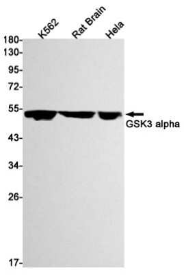 Western Blot: GSK-3 alpha Antibody (S07-3A2) [NBP3-15036] - Western blot detection of GSK-3 alpha in K562, Rat Brain, Hela cell lysates using GSK-3 alpha Rabbit mAb (1:1000 diluted). Predicted band size: 51kDa. Observed band size: 51kDa.