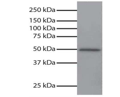 Western Blot: GSK-3 alpha Antibody (SBGSK3a1) [NBP1-28578] - Total cell lysates from Jurkat cells were resolved by electrophoresis, transferred to PVDF membrane, and probed with Mouse Anti-GSK-3alpha-UNLB. Proteins were visualized using Goat Anti-Mouse IgG, Human ads-HRP  secondary antibody and chemiluminescent detection.