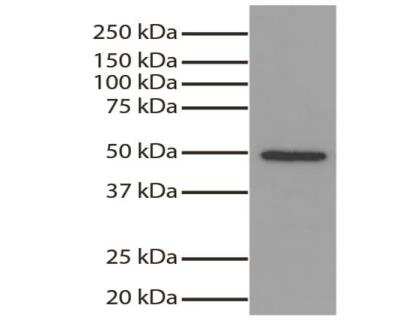Western Blot: GSK-3 alpha Antibody (SBGSK3a2) [NBP1-28582] - Total cell lysates from Jurkat cells were resolved by electrophoresis, transferred to PVDF membrane, and probed with Mouse Anti-GSK-3 alph-UNLB.  Proteins were visualized using Goat Anti-Mouse IgG, Human ads-HRP secondary antibody and chemiluminescent detection.