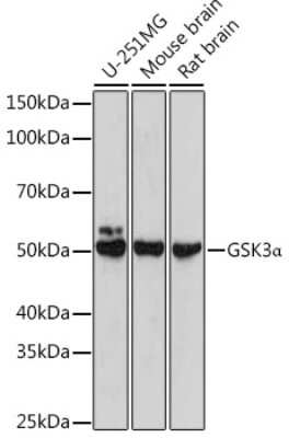 Western Blot: GSK-3 alpha Antibody [NBP3-15579] - Western blot analysis of extracts of various cell lines, using GSK-3 alpha antibody (NBP3-15579) at 1:500 dilution. Secondary antibody: HRP Goat Anti-Rabbit IgG (H+L) at 1:10000 dilution. Lysates/proteins: 25ug per lane. Blocking buffer: 3% nonfat dry milk in TBST. Detection: ECL Basic Kit. Exposure time: 5s.