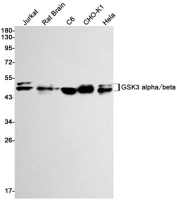 Western Blot: GSK-3 alpha/beta Antibody (S08-8G7) [NBP3-19938] - Western blot detection of GSK-3 alpha/beta in Jurkat, Rat Brain, C6, CHO-K1, Hela cell lysates using NBP3-19938 (1:1000 diluted). Predicted band size: 51, 47 kDa. Observed band size: 51, 47kDa.