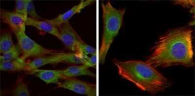 Immunocytochemistry/Immunofluorescence: GSK-3 beta Antibody (3D10) - Azide and BSA Free [NBP2-80757] - Analysis of NIH/3T3 (left) and U251 (right) cells using GSK3 beta mouse mAb (green). Blue: DRAQ5 fluorescent DNA dye. Red: Actin filaments have been labeled with Alexa Fluor-555 phalloidin. Image from the standard format of this antibody.