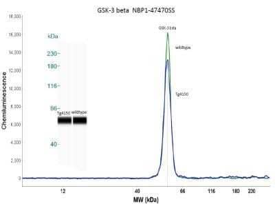 Simple Western: GSK-3 beta Antibody (3D10) - Azide and BSA Free [NBP2-80757] - Simple western analysis of mouse brain tissue (striatum) from 4 month old Tg4150 and wildtype mice. Image courtesy of Dr. Brandi Wasek-Patterson at Baylor Research Institute, Institute of Metabolic Disease. Image from the standard format of this antibody.