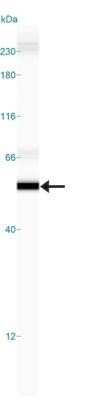 Simple Western: GSK-3 beta Antibody (3D10) - Azide and BSA Free [NBP2-80757] - Simple Western lane view shows a specific band for GSK-3 Beta in 0.5 mg/ml of Hek293 lysate. This experiment was performed under reducing conditions using the 12-230 kDa separation system. Image from the standard format of this antibody.