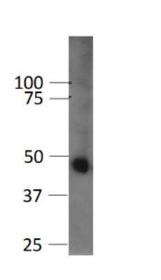 Western Blot: GSK-3 beta Antibody (3D10) - Azide and BSA Free [NBP2-80757] - Analysis of GSK-3 beta in mouse beta cell line (betaTC3) using anti-GSK-3 beta antibody. Image from verified customer review. Image from the standard format of this antibody.