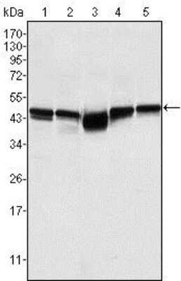 Western Blot: GSK-3 beta Antibody (3D10) - Azide and BSA Free [NBP2-80757] - Analysis using GSK3 beta mouse mAb against A549 (1), K562 (2), PC-12 (3), NIH/3T3 (4), and HEK293 (5) cell lysates. Image from the standard format of this antibody.