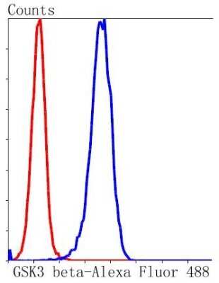 Flow Cytometry: GSK-3 beta Antibody (SY28-03) [NBP2-67448] - Analysis of Hela cells with GSK3 beta antibody at 1/50 dilution (blue) compared with an unlabelled control (cells without incubation with primary antibody; red). Alexa Fluor 488-conjugated goat anti rabbit IgG was used as the secondary antibody.
