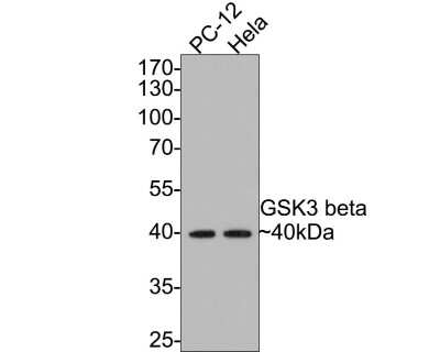 Western Blot: GSK-3 beta Antibody (SY28-03) [NBP2-67448] - Analysis of GSK-3 beta on different lysates with Rabbit anti-GSK-3 beta antibody at 1/500 dilution. Lane 1: PC-12 cell lysate Lane 2: Hela cell lysate Lysates/proteins at 10 ug/Lane. Predicted band size: 47 kDa Observed band size: 40 kDa Exposure time: 2 minutes; 10% SDS-PAGE gel. Proteins were transferred to a PVDF membrane and blocked with 5% NFDM/TBST for 1 hour at room temperature. The primary antibody at 1/500 dilution was used in 5% NFDM/TBST at room temperature for 2 hours. Goat Anti-Rabbit IgG - HRP Secondary Antibody at 1:300,000 dilution was used for 1 hour at room temperature.