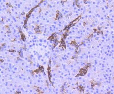 Immunohistochemistry-Paraffin: GSK-3 beta [p Ser9] Antibody (SY02-71) [NBP2-67444] - Analysis of paraffin-embedded human pancreas tissue using anti-Phospho-GSK3 beta(Ser 9) antibody. Counter stained with hematoxylin.