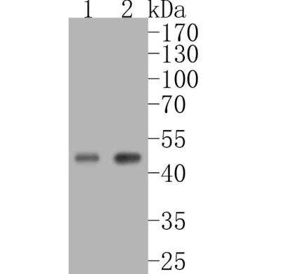 Western Blot: GSK-3 beta [p Ser9] Antibody (SY02-71) [NBP2-67444] - Analysis of Phospho-GSK3 beta(Ser 9) on different lysates. Proteins were transferred to a PVDF membrane and blocked with 5% BSA in PBS for 1 hour at room temperature. The primary antibody (1/500) was used in 5% BSA at room temperature for 2 hours. Goat Anti-Rabbit IgG - HRP Secondary Antibody (HA1001) at 1:5,000 dilution was used for 1 hour at room temperature.Positive control: Lane 1: Hela cell lysateLane 2: A549 cell lysate