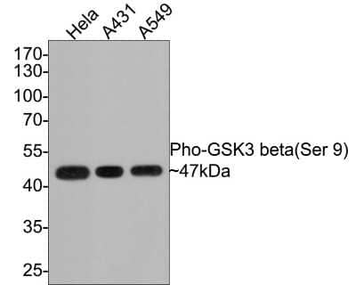 Western Blot: GSK-3 beta [p Ser9] Antibody (SY02-71) [NBP2-67444] - Analysis of GSK-3 beta [p Ser9] on different lysates with Rabbit anti-GSK-3 beta [p Ser9] antibody at 1/1,000 dilution. Lane 1: Hela cell lysate Lane 2: A431 cell lysate Lane 3: A549 cell lysate Lysates/proteins at 10 ug/Lane. Predicted band size: 47 kDa Observed band size: 47 kDa Exposure time: 1 minute; 10% SDS-PAGE gel. Proteins were transferred to a PVDF membrane and blocked with 5% NFDM/TBST for 1 hour at room temperature. The primary antibody at 1/1,000 dilution was used in 5% NFDM/TBST at room temperature for 2 hours. Goat Anti-Rabbit IgG - HRP Secondary Antibody at 1:300,000 dilution was used for 1 hour at room temperature.