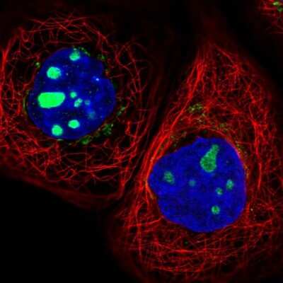 Immunocytochemistry/Immunofluorescence: GSKIP Antibody [NBP2-30378] - Staining of human cell line A-431 shows localization to nucleoli & the Golgi apparatus. Antibody staining is shown in green.