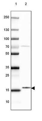 Western Blot: GSKIP Antibody [NBP2-30378] - Lane 1: Marker [kDa] 250, 130, 100, 70, 55, 35, 25, 15, 10Lane 2: Human cell line RT-4