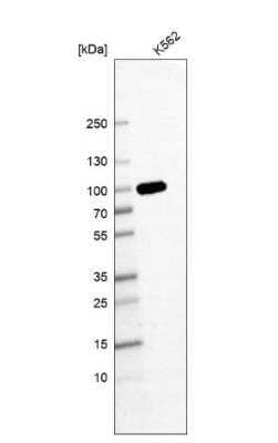 Western Blot: GSPT1 Antibody (CL13332) [NBP3-18565] - Analysis in human cell line K562.