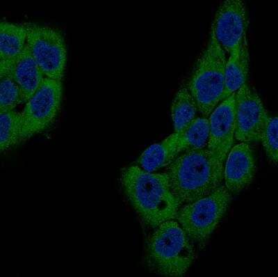 Immunocytochemistry/Immunofluorescence: GSPT1 Antibody (CL13336) [NBP3-18559] - Staining of A-431 cells using the Anti-GSPT1 monoclonal antibody, showing specific staining in cytosol in green. Nuclear probes are visualized in blue (where available).