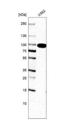 Western Blot: GSPT1 Antibody (CL13336) [NBP3-18559] - Analysis in human cell line K562.