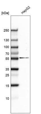 Western Blot: GSPT1 Antibody (CL5506) [NBP2-61418] - Analysis in human cell line HepG2.