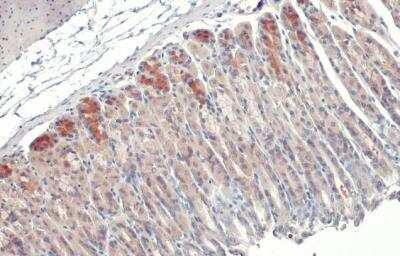 Immunohistochemistry-Paraffin: GSPT1 Antibody [NBP2-16754] - Mouse stomach. GSPT1 stained by GSPT1 antibody diluted at 1:500. Antigen Retrieval: Citrate buffer, pH 6.0, 15 min.