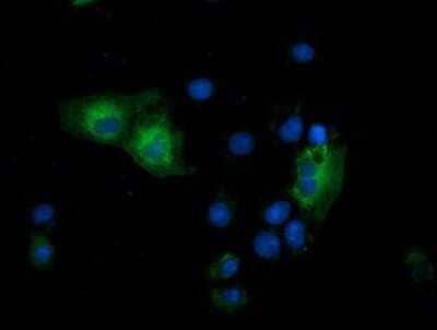 Immunocytochemistry/Immunofluorescence: GSPT2 Antibody (2G9) [NBP2-00873] Staining of COS7 cells transiently transfected by pCMV6-ENTRY GSPT2.