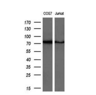 Western Blot: GSPT2 Antibody (2G9) [NBP2-00873] - Analysis of extracts (10ug) from 2 different cell lines by using anti-GSPT2 monoclonal antibody.(1:200)