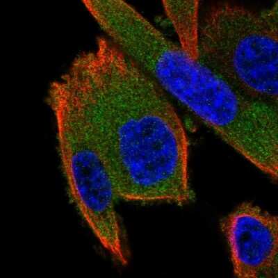 <b>Orthogonal Strategies Validation. </b>Immunocytochemistry/Immunofluorescence: GSPT2 Antibody [NBP1-91971] - Staining of human cell line PC-3 shows localization to cytosol. Antibody staining is shown in green.