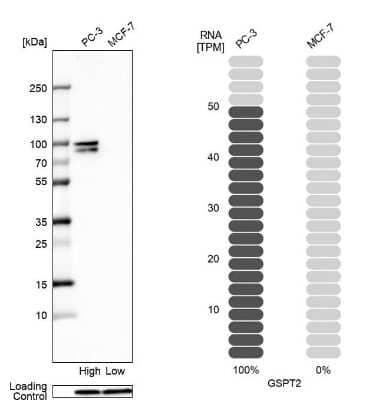 Western Blot GSPT2 Antibody