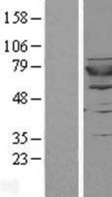 Western Blot: GSPT2 Overexpression Lysate (Adult Normal) [NBL1-11364] Left-Empty vector transfected control cell lysate (HEK293 cell lysate); Right -Over-expression Lysate for GSPT2.