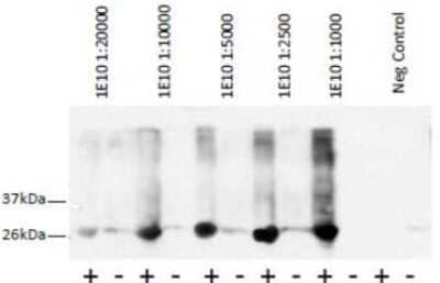 Western Blot: GST Epitope Tag Antibody (1E10) [NBP2-50415] - Analysis of 293T cells using varying antibody concentrations.