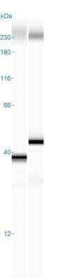 Simple Western: GST Epitope Tag Antibody (6G9B9) [NB100-2196] - Simple Western lane view shows a specific band for GST Epitope Tag in 5 ng/ml of hUbiquitn-GST (left) & hISG15-GST (right) lysate(s).  This experiment was performed under reducing conditions using the 12 - 230 kDa separation system.