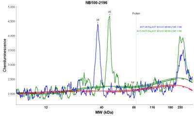 Simple Western: GST Epitope Tag Antibody (6G9B9) [NB100-2196] - Electropherogram image(s) of corresponding Simple Western lane view. GST Epitope Tag antibody was used at 1:100 dilution on hUbiquitn-GST (left) & hISG15-GST (right) lysate(s).